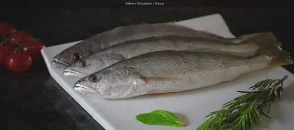 تصویر 3 از قیمت خرید ماهی شیر قباد + فروش ویژه